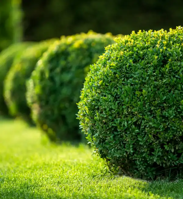 Landscaping Services